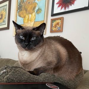 Meet your Posher, Phoebe